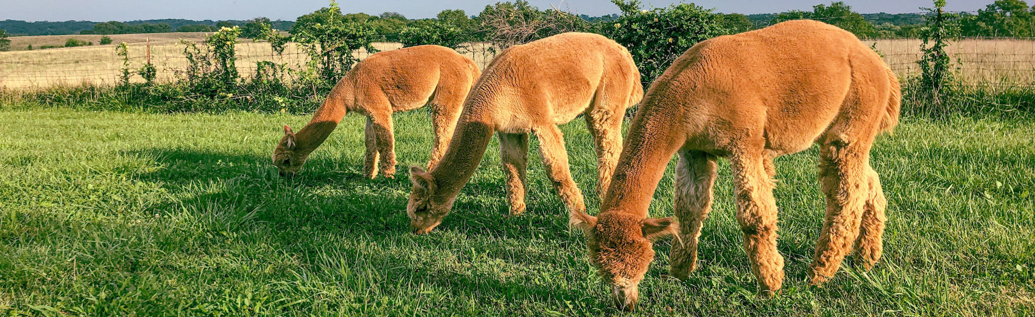 Alpacas