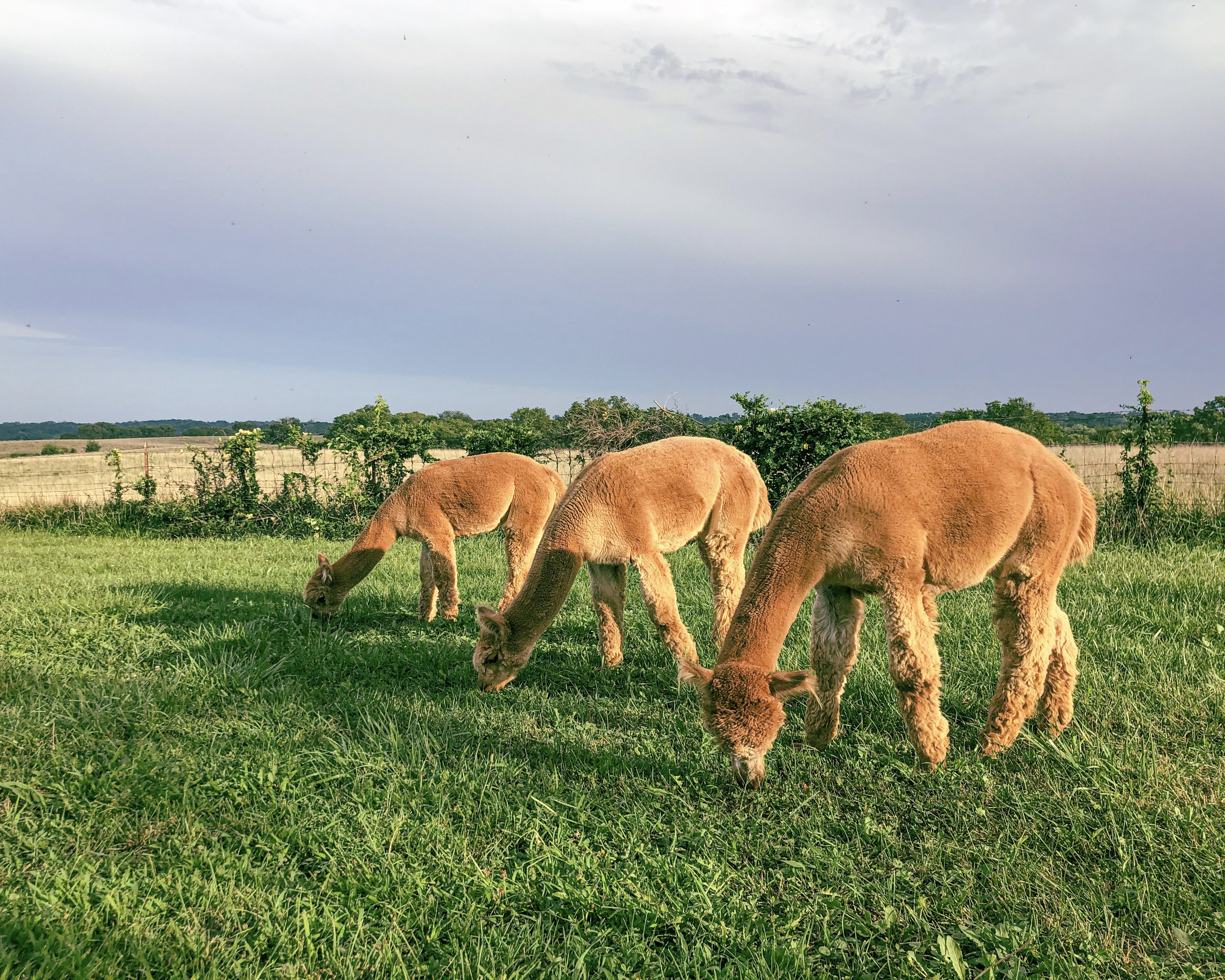 Alpacas