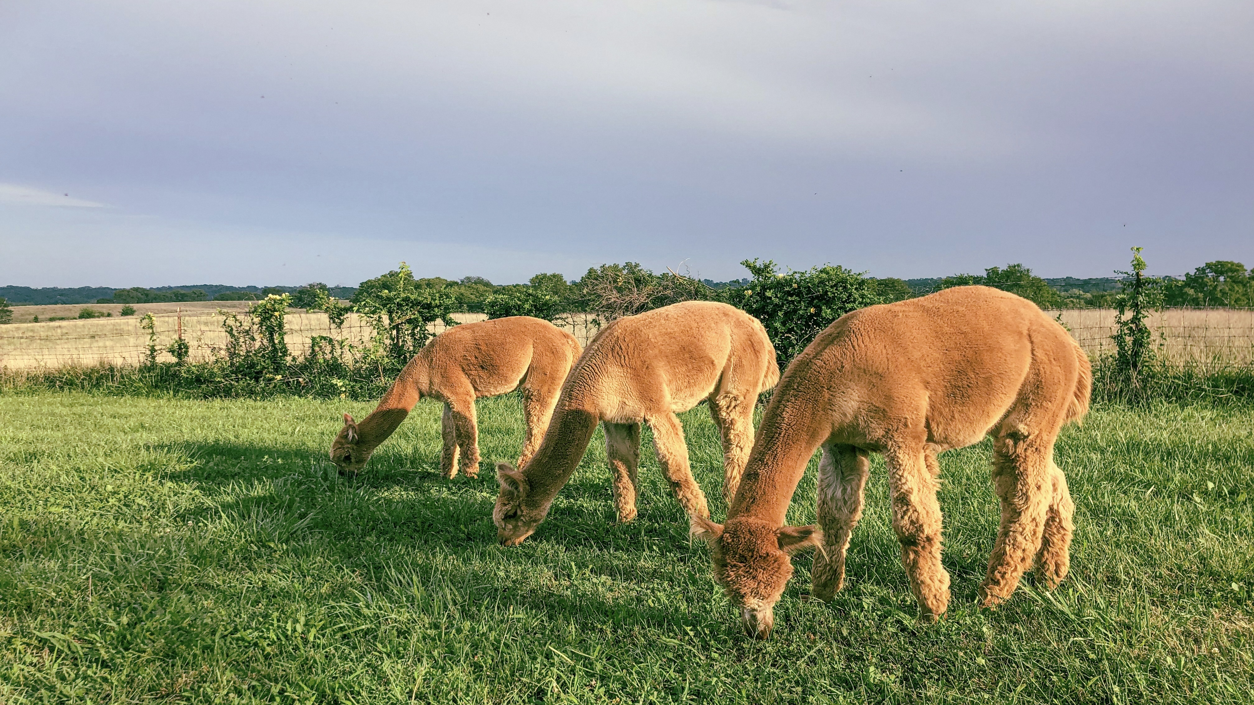 Alpacas