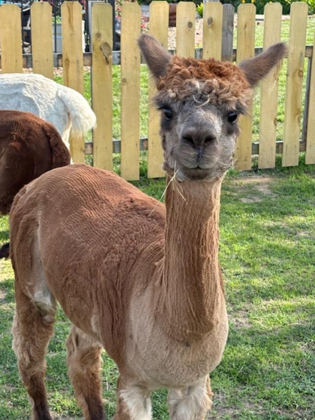 Gabby